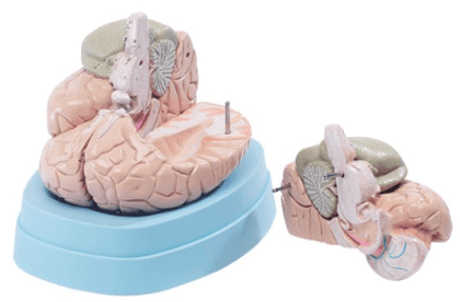 Maquette d'anatomie du cerveau humain - tuni-smart-innovation