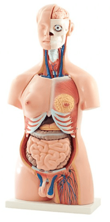Modèle anatomique de torse bisexué - 45 cm - tuni-smart-innovation