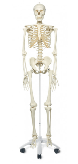 Squelette humain en anatomie , 176.5 cm - tuni-smart-innovation