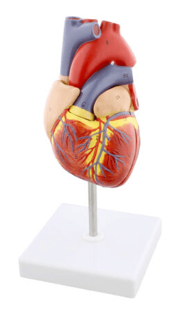 Prototype anatomique cardiaque - tuni-smart-innovation